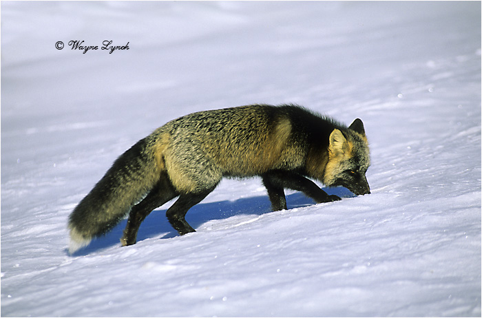 Cross Fox 120 by Dr. Wayne Lynch &copy;